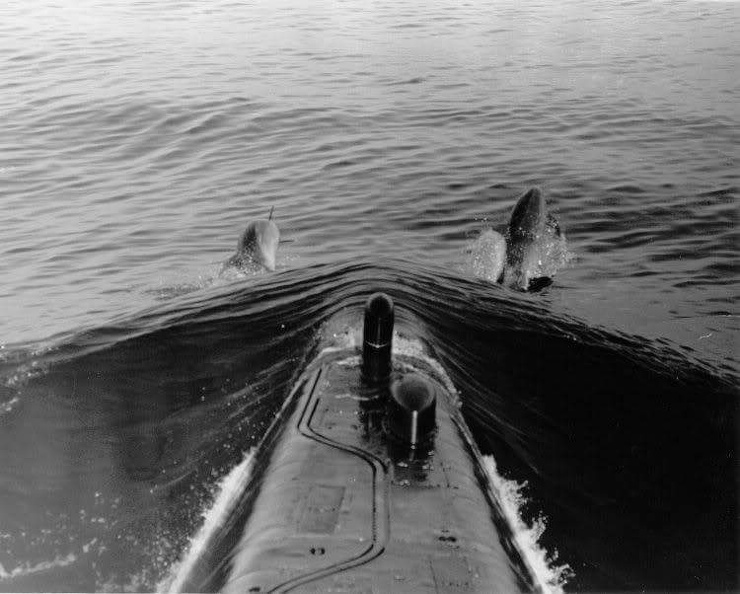 Dolphin off bow 8705842.jpg