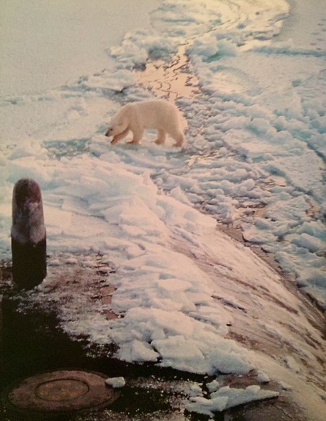 ICE Bear Polar 1.jpg