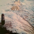 ICE Bear Polar 1