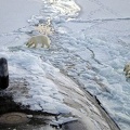 ICE Bear Polar 031000-N-XXXXB-001