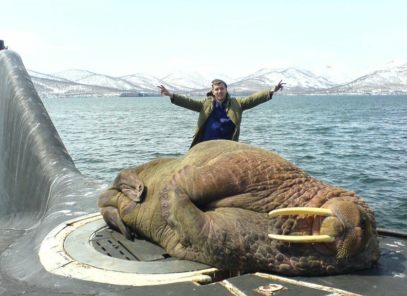 russian-sub-walrus.jpg