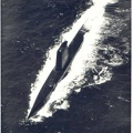 SS 406 USS SEA POACHER 76