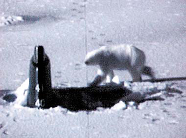 ICE Bear Ice polarbearsubmarine